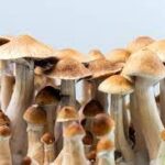 Magic Mushroom Grow Kits & Spores Canada
