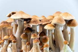 Magic Mushroom Grow Kits & Spores Canada