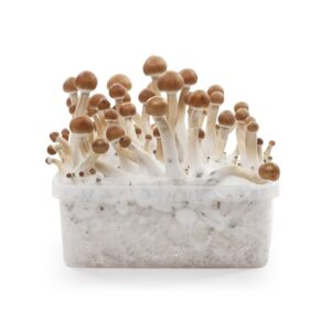 Magic Mushroom Grow Kits & Spores Canada