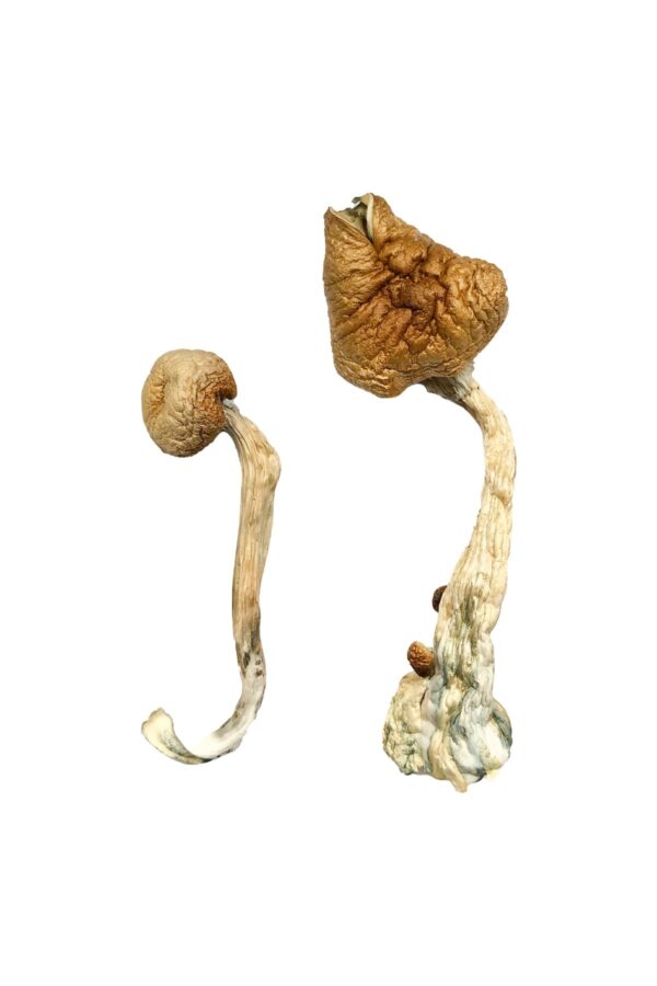 African Transkei Magic Mushrooms