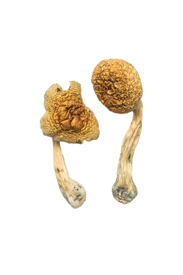 Golden Mammoth Magic Mushrooms