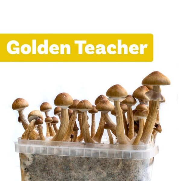 GROW KIT GOLDEN TEACHER