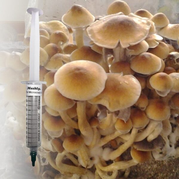 Ecuador Cubensis Spore Syringe