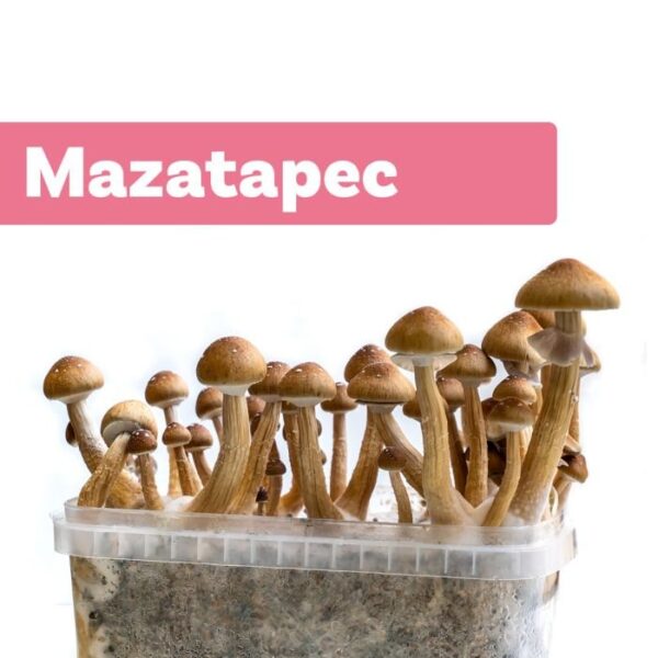 GROW KIT MAZATAPEC