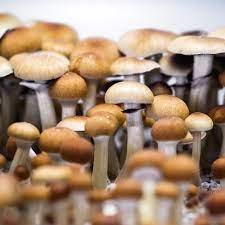 Magic Mushroom Grow Kits & Spores Canada